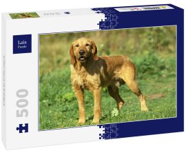 Lais Puzzle - Griffon Fauve de Bretagne - 500 Teile