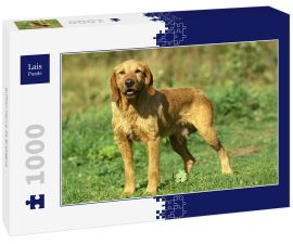 Lais Puzzle - Griffon Fauve de Bretagne - 1.000 Teile