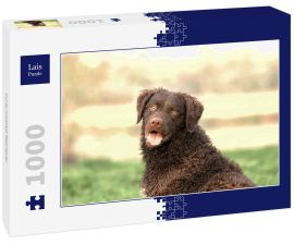 Lais Puzzle - Curly-Coated Retriever - 1.000 Teile