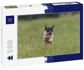 Lais Puzzle - Japanischer Terrier - 500 Teile