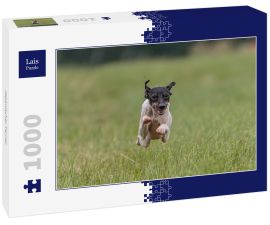 Lais Puzzle - Japanischer Terrier - 1.000 Teile
