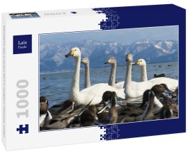 Lais Puzzle - Damdama-See in einem Dorf in Gurgaon, Haryana, Indien - 1.000 Teile