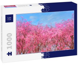 Lais Puzzle - Sakura im Kitakami Tenshochi Park,  Japan - 1.000 Teile
