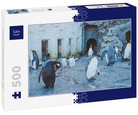 Lais Puzzle - Pinguin-Parade im Asahiyama Zoo, Japan - 500 Teile