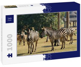 Lais Puzzle - Zebras im Chimelong Safari Park, China - 1.000 Teile