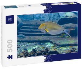 Lais Puzzle - Augenstreifen-Doktorfisch, Sanya Stadt, Hainan, China - 500 Teile