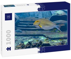 Lais Puzzle - Augenstreifen-Doktorfisch, Sanya Stadt, Hainan, China - 1.000 Teile
