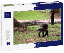 Lais Puzzle - Dusky Langur oder Blattaffen laufen auf dem Boden - 500 Teile