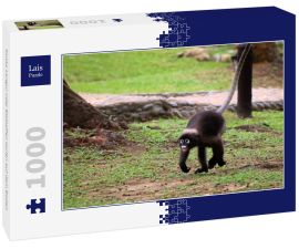 Lais Puzzle - Dusky Langur oder Blattaffen laufen auf dem Boden - 1.000 Teile