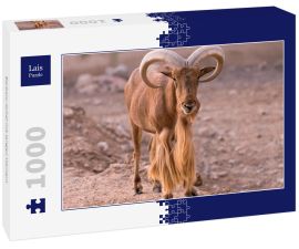 Lais Puzzle - Barbary-Schaf mit langen Hörnern - 1.000 Teile