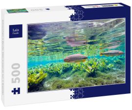 Lais Puzzle - Schnorcheln in Bonito, Mato Grosso do Sul, in Brasilien - 500 Teile