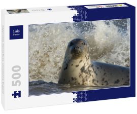 Lais Puzzle - Kegelrobbe, Donna Nook, Lincolnshire, England - 500 Teile