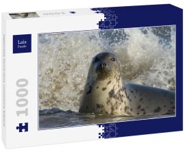 Lais Puzzle - Kegelrobbe, Donna Nook, Lincolnshire, England - 1.000 Teile