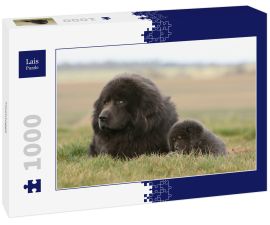 Lais Puzzle - Tibetdogge - 1.000 Teile