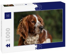 Lais Puzzle - Welsh Springer Spaniel - 1.000 Teile