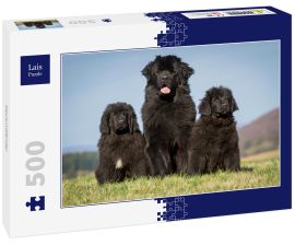 Lais Puzzle - Neufundländer - 500 Teile