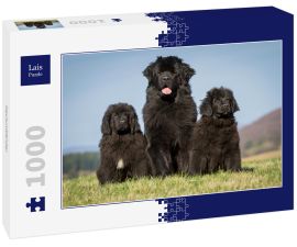 Lais Puzzle - Neufundländer - 1.000 Teile