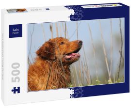 Lais Puzzle - Nova Scotia Duck Tolling Retriever - 500 Teile