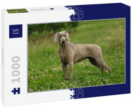 Lais Puzzle - Weimaraner - 1.000 Teile