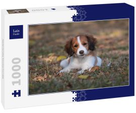 Lais Puzzle - Nederlandse Kooikerhondje - 1.000 Teile