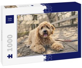 Lais Puzzle - Labradoodle - 1.000 Teile
