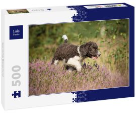 Lais Puzzle - Spanischer Wasserhund - 500 Teile