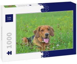 Lais Puzzle - Polnische Bracke - 1.000 Teile