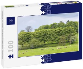 Lais Puzzle - Landschaft mit Schafen in der Nähe von Laigh Milton, East Ayrshire, Schottland - 100 Teile