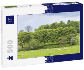 Lais Puzzle - Landschaft mit Schafen in der Nähe von Laigh Milton, East Ayrshire, Schottland - 500 Teile