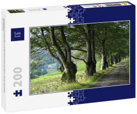 Lais Puzzle - Schmale Landstraße und Buchenreihe bei Barr, South Ayrshire, Schottland - 200 Teile