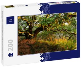 Lais Puzzle - Atemberaubende Ansicht des schottischen Regenwaldes. Mächtige Bäume, Moos, Pflanzen, Farn Nahaufnahme. Crinan Canal, Argyll und Bute, Schottland, Großbritannien. Dunkle stimmungsvolle Landschaft. Reiseziele, Tourismus, Natur - 200 Teile