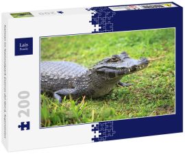 Lais Puzzle - Kaiman im Nationalpark Esteros del Iberá, Argentinien - 200 Teile