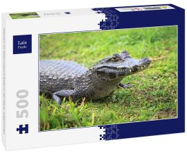 Lais Puzzle - Kaiman im Nationalpark Esteros del Iberá, Argentinien - 500 Teile