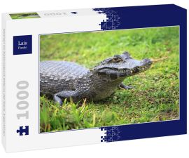 Lais Puzzle - Kaiman im Nationalpark Esteros del Iberá, Argentinien - 1.000 Teile