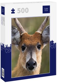 Lais Puzzle - Sumpfhirsch (Blastocerus dichotomus) - 500 Teile