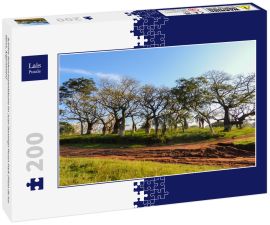 Lais Puzzle - Schöne Seidenraupenbäume im Juan Domingo Peron Park (Paso de los libres, Argentinien) - 200 Teile