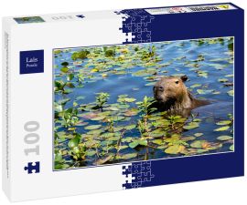 Lais Puzzle - Ein Wasserschwein streckt seinen Kopf aus dem mit Pflanzen bewachsenen Wasser des Ibera-Feuchtgebiets (Esteros del Ibera) in der Nähe des Dorfes Colonia Carlos Pellegrini in der Provinz Corrientes im Norden Argentiniens. - 100 Teile