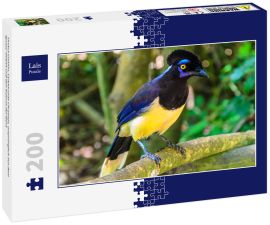 Lais Puzzle - Urraca Común, Cyanocorax Chrysops, ursprünglich aus dem Iguazu-Gebiet und den Esteros del Iberá - 200 Teile