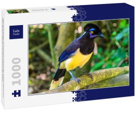 Lais Puzzle - Gemeine Elster, Cyanocorax Chrysops, ursprünglich aus dem Iguazu-Gebiet und den Esteros del Iberá - 1.000 Teile