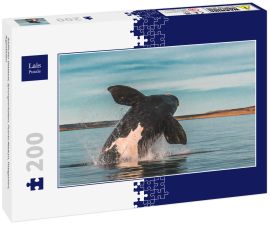 Lais Puzzle - Südlicher Glattwal, Sprungverhalten, Puerto Madryn, Patagonien, Argentinien - 200 Teile