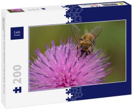 Lais Puzzle - Blick auf eine Biene mit einer Distelblüte in Villa de Merlo, San Luis, Argentinien. - 200 Teile