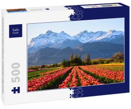 Lais Puzzle - Ansicht eines Tulpenfeldes vor schneebedeckten Anden und klarem Himmel in Trevelin, Patagonien, Argentinien - 500 Teile