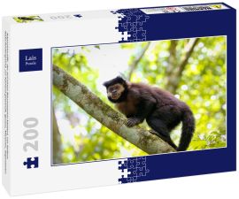 Lais Puzzle - Kapuzineraffe, der auf einen Baumstamm klettert, vor hellem Naturhintergrund, zur Kamera gewandt, Iguazu, Misiones, Argentinien - 200 Teile