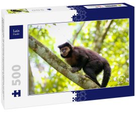 Lais Puzzle - Kapuzineraffe, der auf einen Baumstamm klettert, vor hellem Naturhintergrund, zur Kamera gewandt, Iguazu, Misiones, Argentinien - 500 Teile