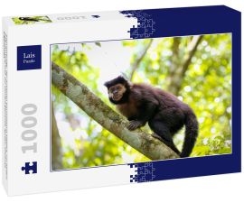 Lais Puzzle - Kapuzineraffe, der auf einen Baumstamm klettert, vor hellem Naturhintergrund, zur Kamera gewandt, Iguazu, Misiones, Argentinien - 1.000 Teile