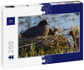 Lais Puzzle - Weißes Blässhuhn in seinem Nest mit Küken, La Pampa, Argentinien - 200 Teile