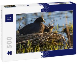 Lais Puzzle - Weißes Blässhuhn in seinem Nest mit Küken, La Pampa, Argentinien - 500 Teile