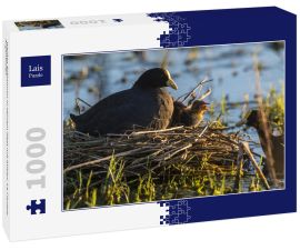 Lais Puzzle - Weißes Blässhuhn in seinem Nest mit Küken, La Pampa, Argentinien - 1.000 Teile