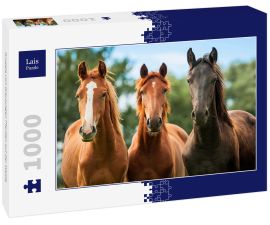 Lais Puzzle - Gruppe von drei jungen Pferden auf der Weide - 1.000 Teile