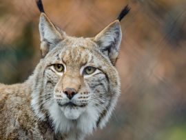 Lais Puzzle - Luchs - 500 Teile